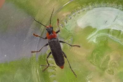 <i>Cantharis fusca</i>