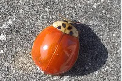 <i>Harmonia axyridis</i>
