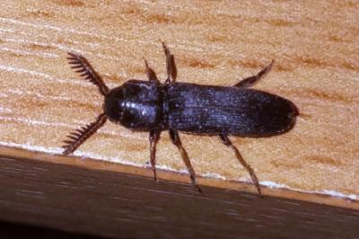 <i>Melasis buprestoides</i>
