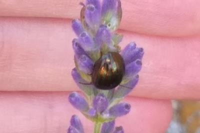 <i>Chrysolina americana</i>