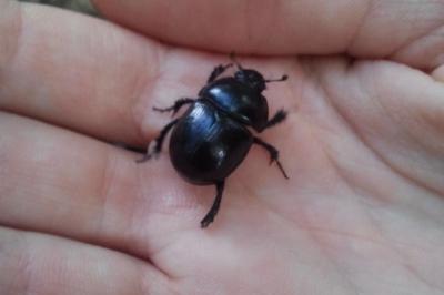 <i>Anoplotrupes stercorosus</i>
