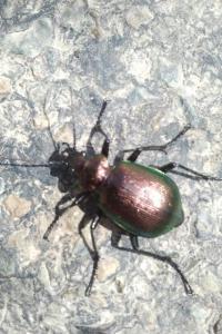 <i>Calosoma inquisitor</i>