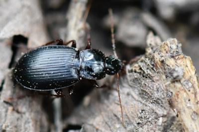 <i>Platyderus depressus</i>