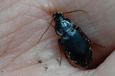 <i>Platyderus depressus</i>