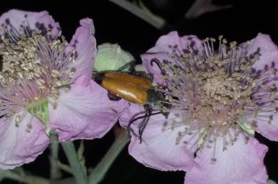 <i>Stictoleptura fulva</i>