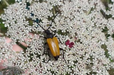 <i>Stictoleptura fulva</i>