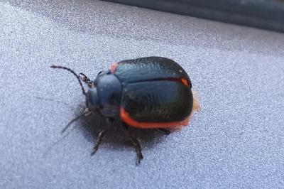 <i>Chrysolina</i>