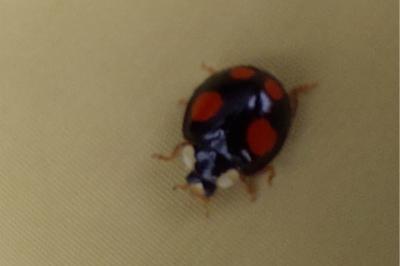 <i>Harmonia axyridis</i>
