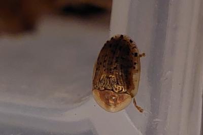 <i>Cassida nebulosa</i>