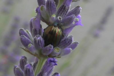 <i>Chrysolina americana</i>