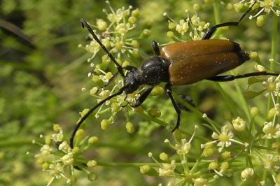 <i>Stictoleptura fulva</i>