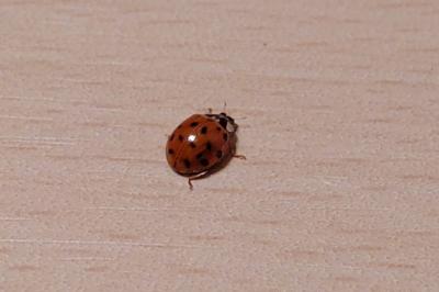 <i>Harmonia axyridis</i>
