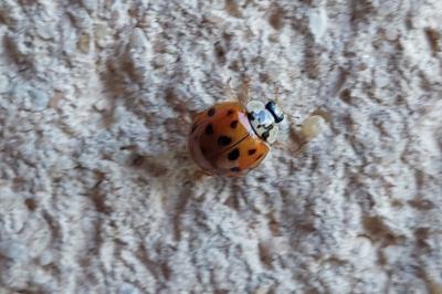 <i>Harmonia axyridis</i>