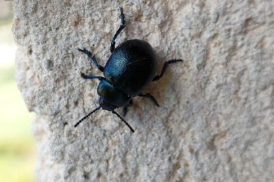 <i>Timarcha goettingensis</i>