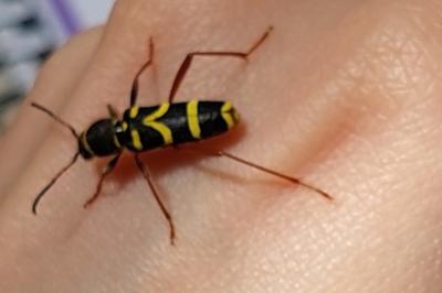 <i>Clytus arietis</i>