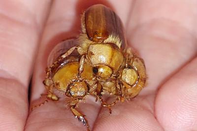 <i>Rhizotrogus</i>