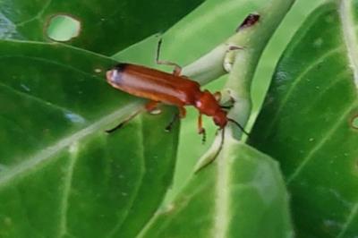 <i>Rhagonycha fulva</i>