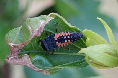 <i>Harmonia axyridis</i>