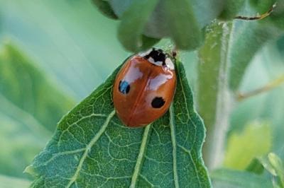 <i>Adalia bipunctata</i>
