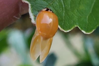 <i>Harmonia axyridis</i>