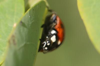 <i>Coccinella septempunctata</i>