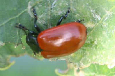 <i>Chrysomela populi</i>