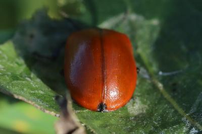 <i>Chrysomela populi</i>