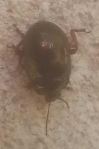 <i>Chrysolina bankii</i>