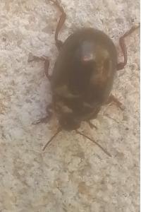 <i>Chrysolina bankii</i>