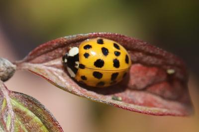 <i>Harmonia axyridis</i>