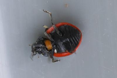 <i>Coccinella septempunctata</i>