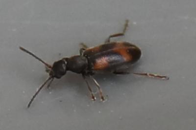 <i>Anthicus antherinus</i>