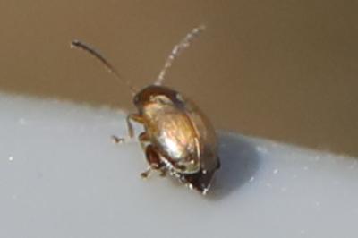 <i>Longitarsus</i>