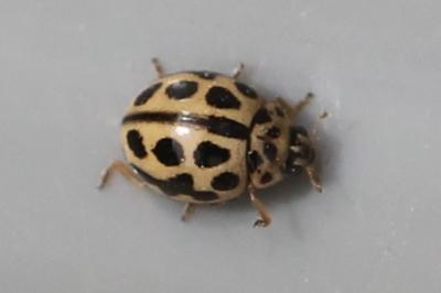 <i>Tytthaspis sedecimpunctata</i>
