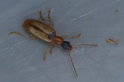 <i>Demetrias atricapillus</i>