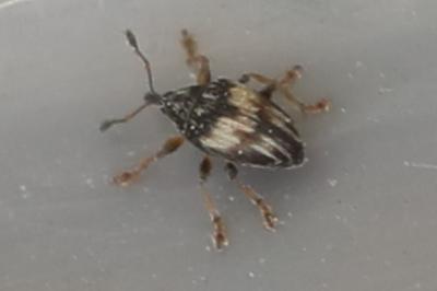 <i>Nanophyes marmoratus</i>