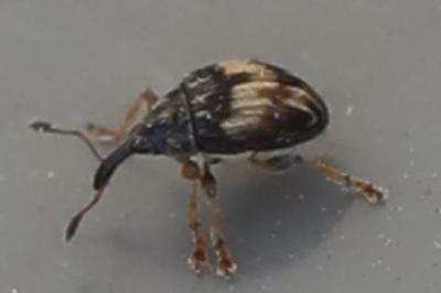 <i>Nanophyes marmoratus</i>