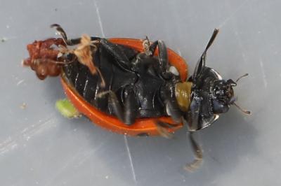 <i>Coccinella septempunctata</i>