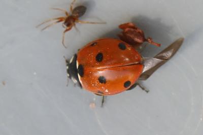 <i>Coccinella septempunctata</i>