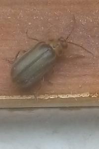 <i>Xanthogaleruca luteola</i>