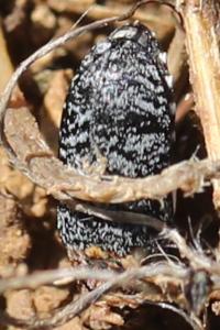 <i>Dermestes</i>