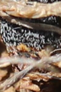 <i>Dermestes</i>