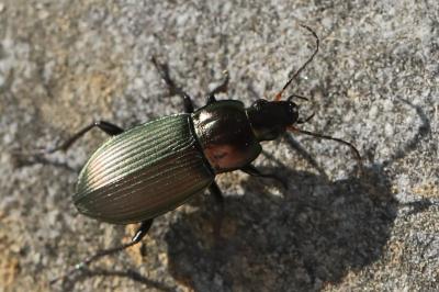 <i>Poecilus cupreus</i>