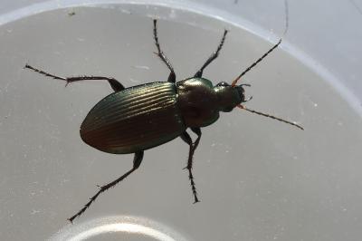 <i>Poecilus cupreus</i>