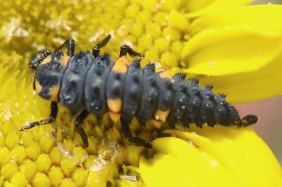 <i>Coccinella septempunctata</i>