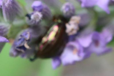 <i>Chrysolina americana</i>