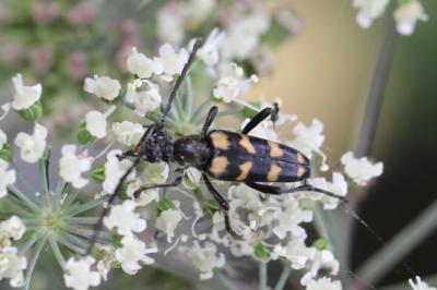 <i>Leptura quadrifasciata</i>
