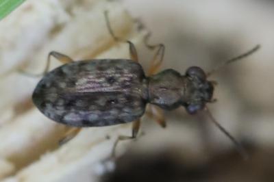 <i>Asaphidion stierlini</i>