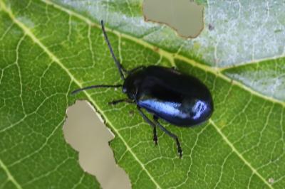 <i>Agelastica alni</i>