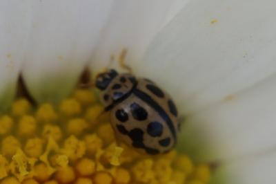 <i>Tytthaspis sedecimpunctata</i>